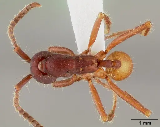 Eciton mexicanum - CASENT0006118