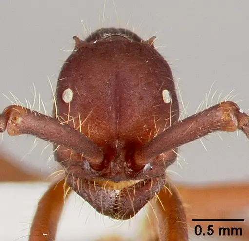 Eciton mexicanum - CASENT0006118