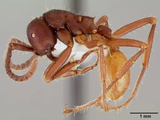 Eciton mexicanum - CASENT0006118