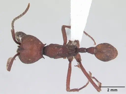 Eciton mexicanum - CASENT0178720