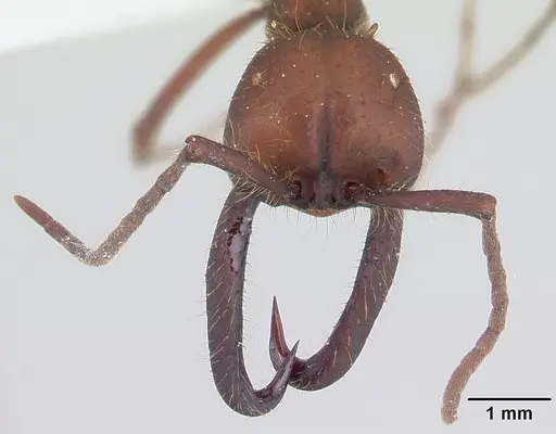 Eciton mexicanum - CASENT0178720