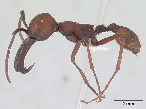 Eciton mexicanum - CASENT0178720