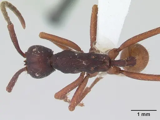 Eciton mexicanum - CASENT0178721