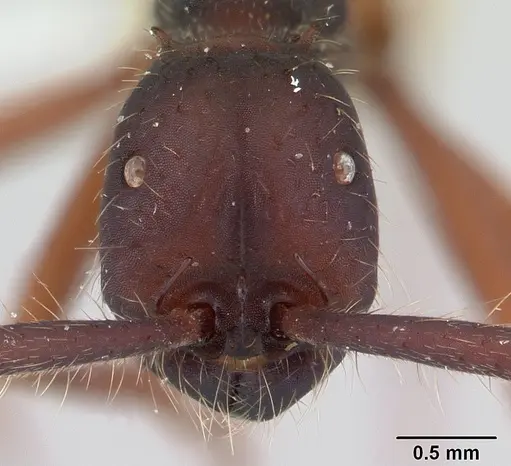 Eciton mexicanum - CASENT0178721