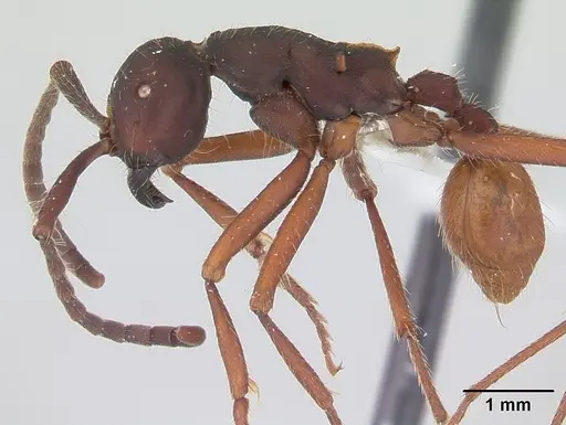 Eciton mexicanum - CASENT0178721