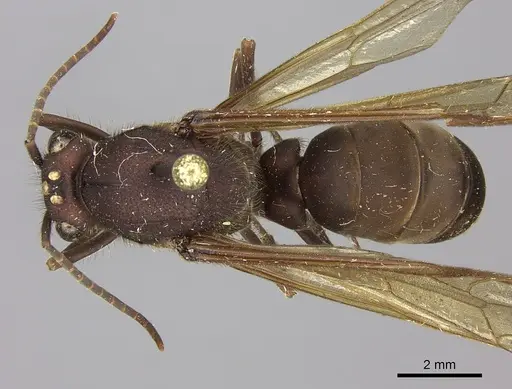 Eciton mexicanum - CASENT0248145