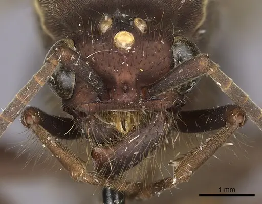 Eciton mexicanum - CASENT0248145