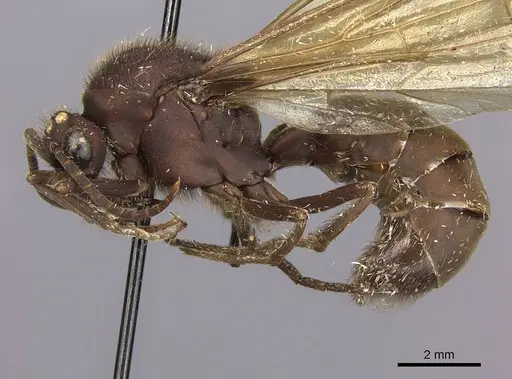 Eciton mexicanum - CASENT0248145