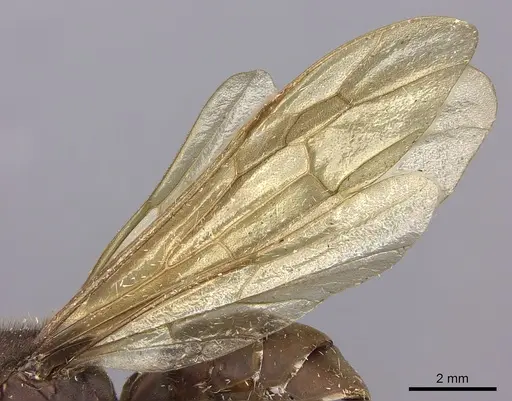 Eciton mexicanum - CASENT0248145