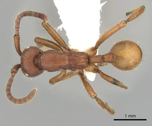 Eciton mexicanum - CASENT0249460