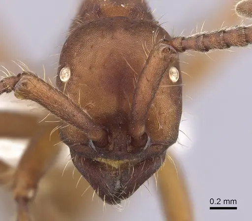 Eciton mexicanum - CASENT0249460