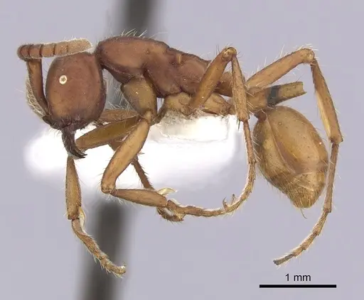 Eciton mexicanum - CASENT0249460