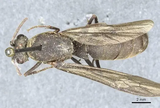 Eciton mexicanum - CASENT0911373