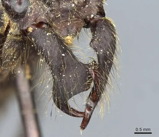 Eciton mexicanum - CASENT0911373