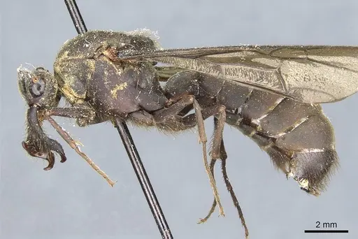 Eciton mexicanum - CASENT0911373