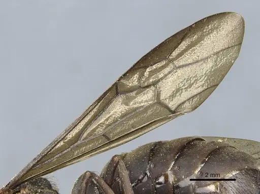 Eciton mexicanum - CASENT0911373