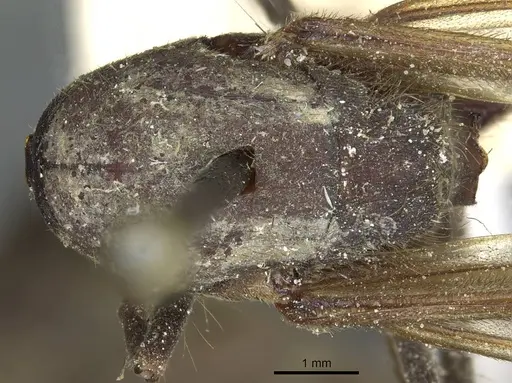 Eciton mexicanum - CASENT0911387