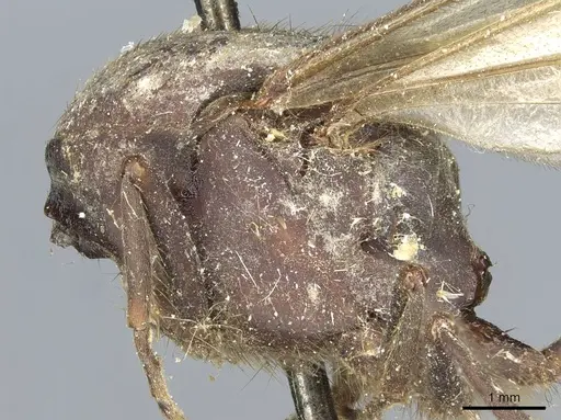 Eciton mexicanum - CASENT0911387