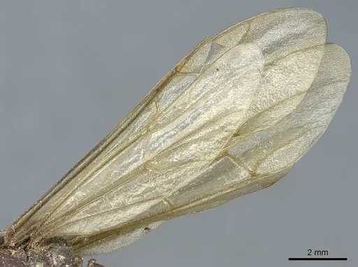 Eciton mexicanum - CASENT0911387