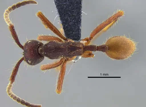 Eciton mexicanum - CBUMAGENT41920