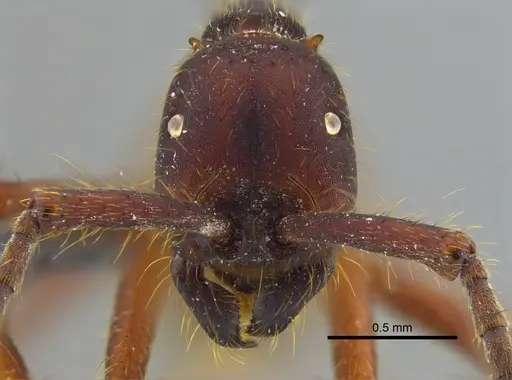 Eciton mexicanum - CBUMAGENT41920