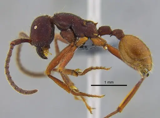 Eciton mexicanum - CBUMAGENT41920