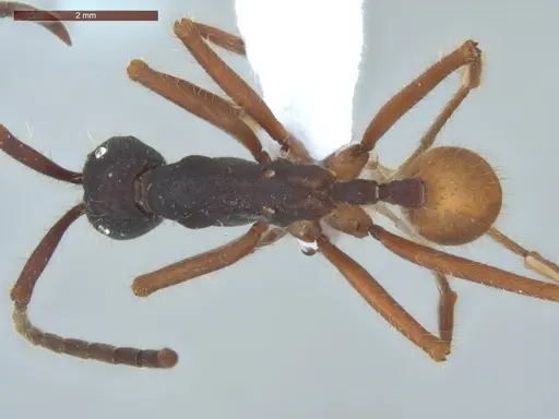 Eciton mexicanum - ECOFOG-BAF19-0038-02