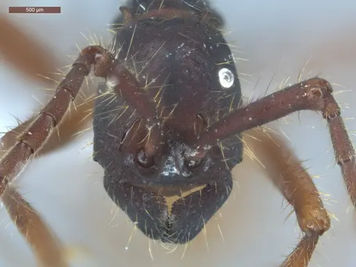 Eciton mexicanum - ECOFOG-BAF19-0038-02