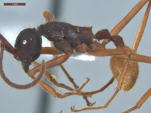 Eciton mexicanum - ECOFOG-BAF19-0038-02