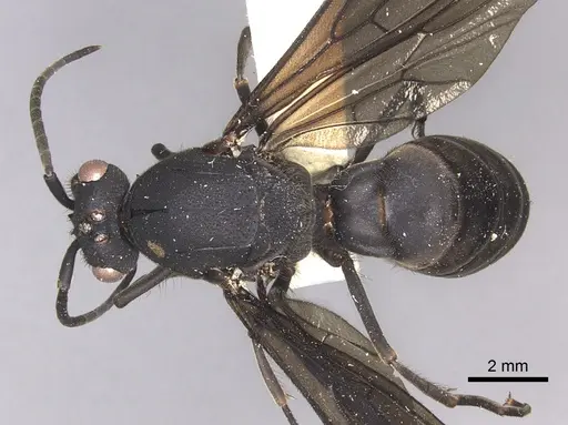 Eciton mexicanum - INBIOCRI002281368