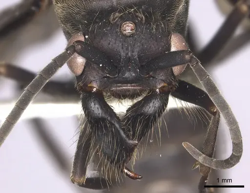 Eciton mexicanum - INBIOCRI002281368