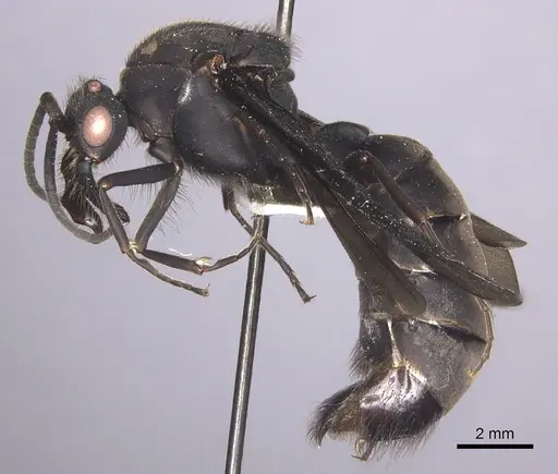 Eciton mexicanum - INBIOCRI002281368