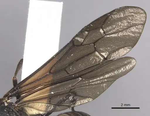 Eciton mexicanum - INBIOCRI002281368