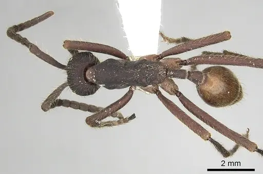 Eciton quadriglume specimen