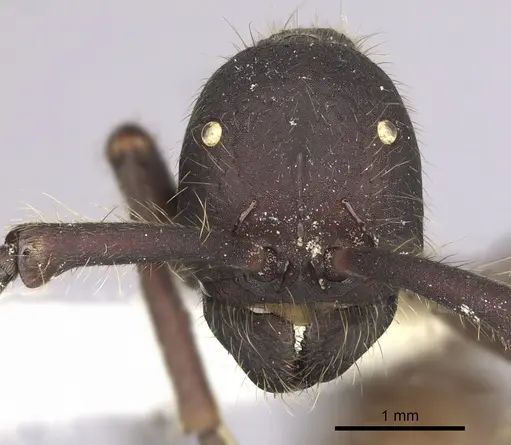 Eciton quadriglume specimen