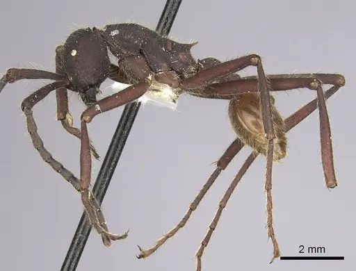 Eciton quadriglume specimen