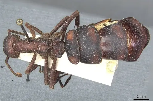 Eciton quadriglume - CASENT0911388