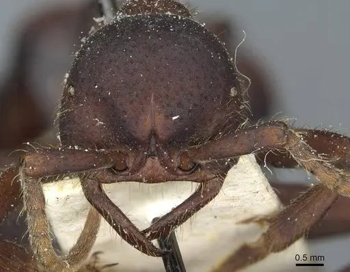 Eciton quadriglume - CASENT0911388