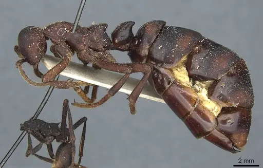 Eciton quadriglume - CASENT0911388