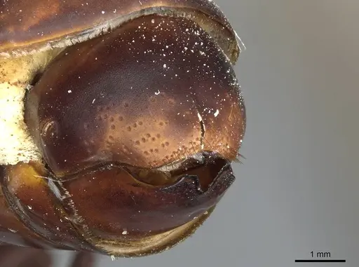 Eciton quadriglume - CASENT0911388