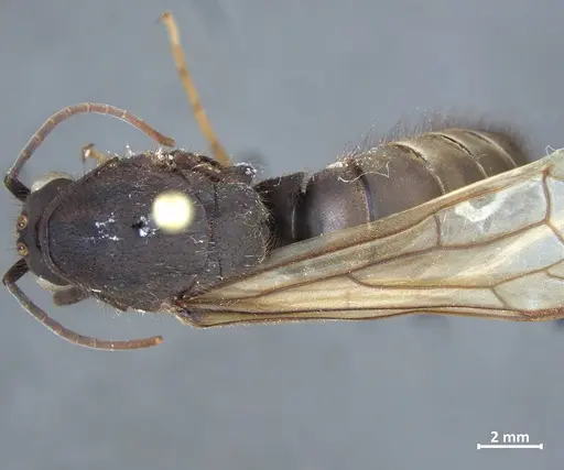 Eciton quadriglume - DZUP549835