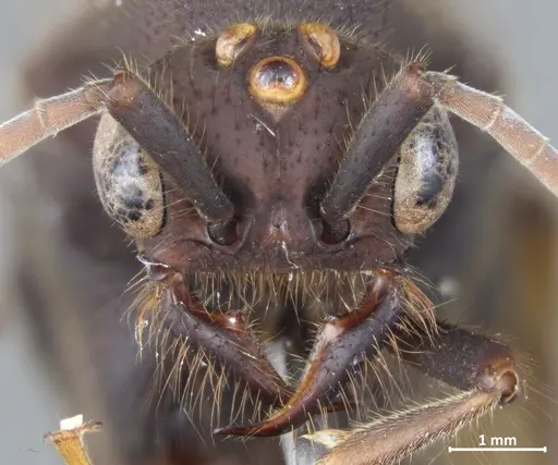 Eciton quadriglume - DZUP549835