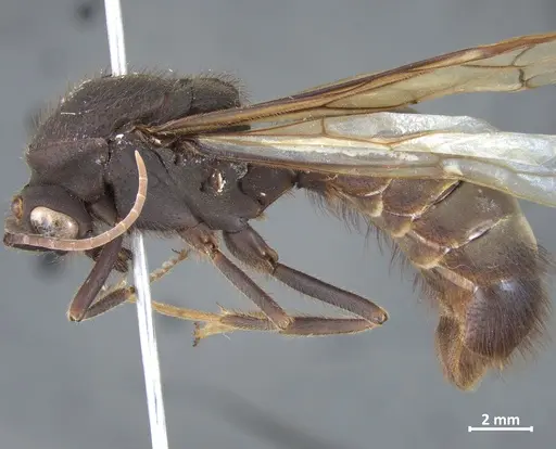 Eciton quadriglume - DZUP549835