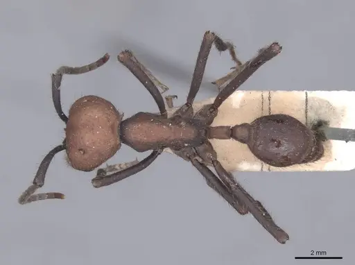 Eciton quadriglume - FMNHINS0000045245