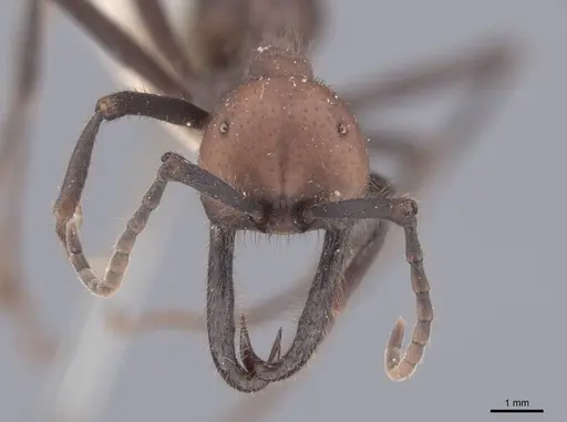 Eciton quadriglume - FMNHINS0000045245