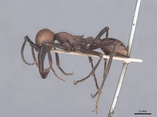 Eciton quadriglume - FMNHINS0000045245