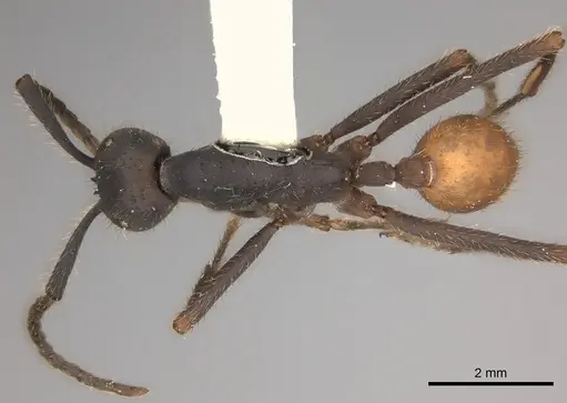 Eciton rapax specimen