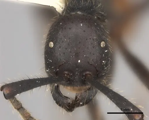 Eciton rapax specimen