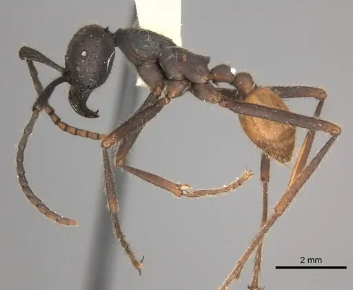 Eciton rapax specimen