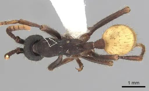 Eciton rapax - CASENT0249462